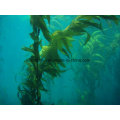 Manufacturer Natural Herbal Kelp Seaweed Extract Powder